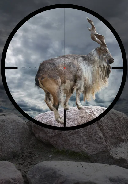 Avcının optik görüş crosshair içinde erkek Turkmenian markhor (Capra falconeri heptneri)