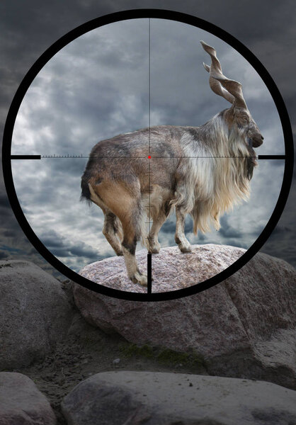 male Turkmenian markhor (Capra falconeri heptneri) in the crosshair of the optical sight of the hunter
