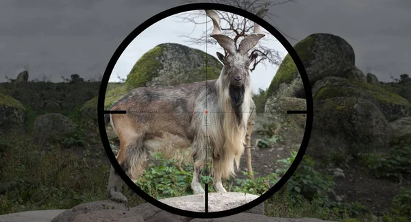 Avcının optik görüş crosshair içinde erkek Turkmenian markhor (Capra falconeri heptneri)