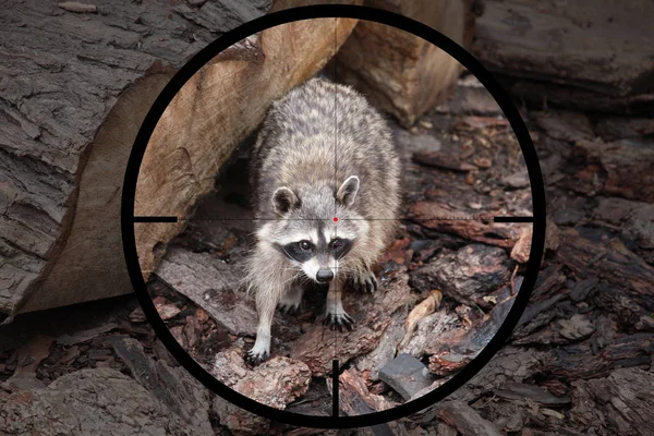 Pequeño Racoon Depredador Lotor Procyon Mira Vista Óptica Del Cazador Imagen de archivo
