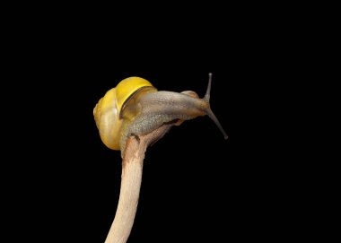 sarı orman salyangoz, Cepaea nemoralis dal üzerinde oturur.