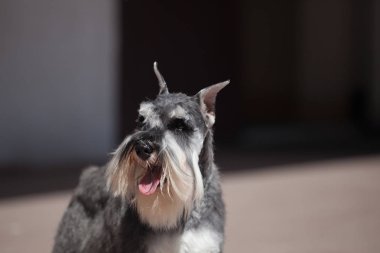 Güzel minyatür Schnauzer Zwergschnauzer köpek renkli biber ve tuz