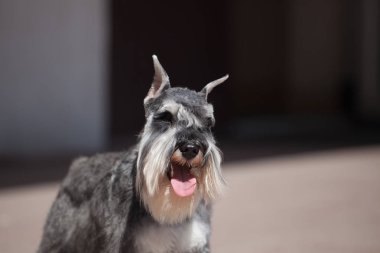 Güzel minyatür Schnauzer Zwergschnauzer köpek renkli biber ve tuz