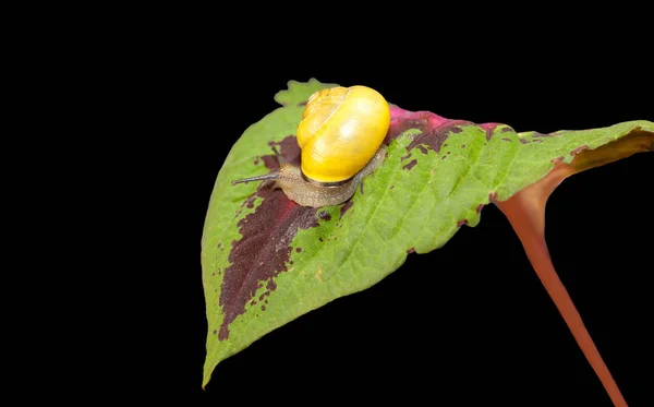 Sarı Orman Salyangoz Bir Bitkinin Yaprak Üzerinde Sürünerek Cepaea Nemoralis — Stok fotoğraf