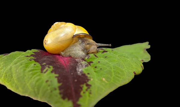 黄色の森カタツムリ 植物の葉の上でクロール Cepaea Nemoralis — ストック写真