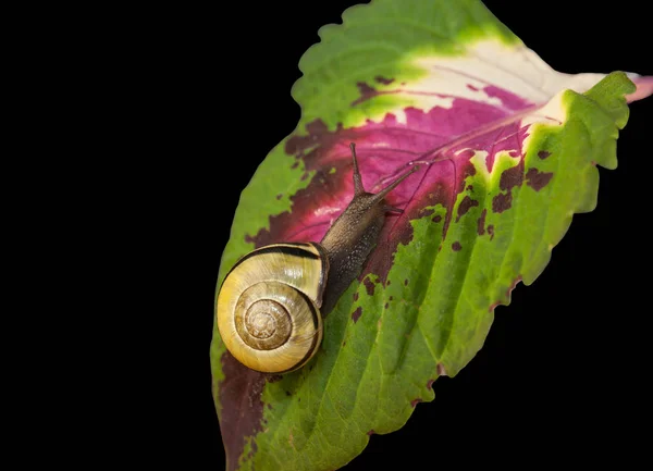 黄色の森カタツムリ 植物の葉の上でクロール Cepaea Nemoralis — ストック写真