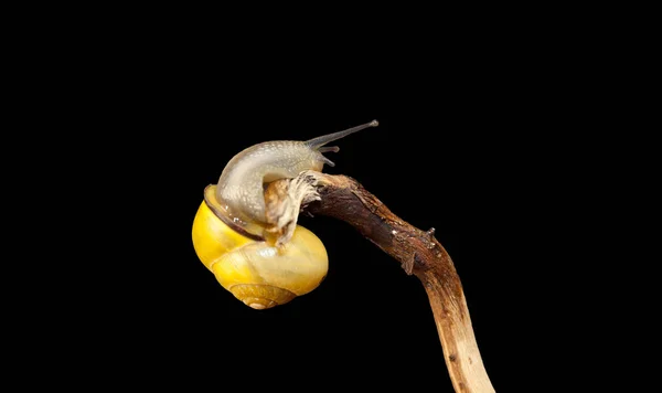 黄色の森カタツムリ 枝に座っている Cepaea Nemoralis — ストック写真