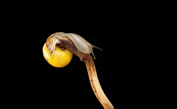 黄色の森カタツムリ 枝に座っている Cepaea Nemoralis — ストック写真