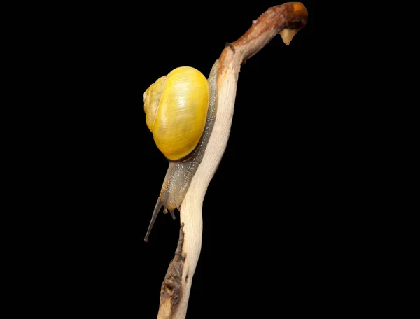 Yellow Forest Snail Cepaea Nemoralis Sits Branch — Stock Photo, Image