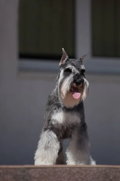 Όμορφη Μινιατούρα Schnauzer Zwergschnauzer Σκυλί Χρώματος Πιπέρι Και Αλάτι — Φωτογραφία Αρχείου