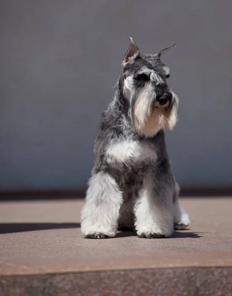 Beautiful Miniature Schnauzer Zwergschnauzer Dog Color Pepper Salt — Stock Photo, Image