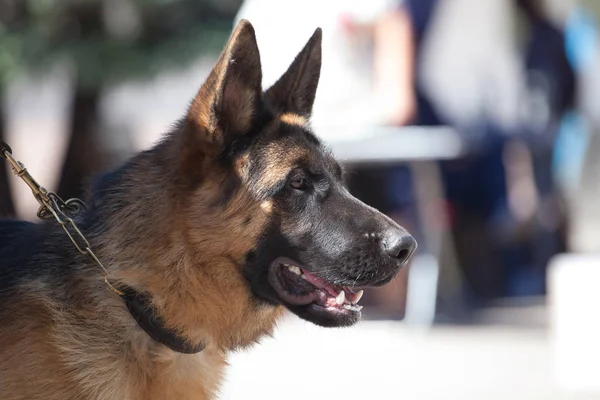 Ritratto Del Bellissimo Cane Pastore Tedesco Primo Piano Profilo — Foto Stock