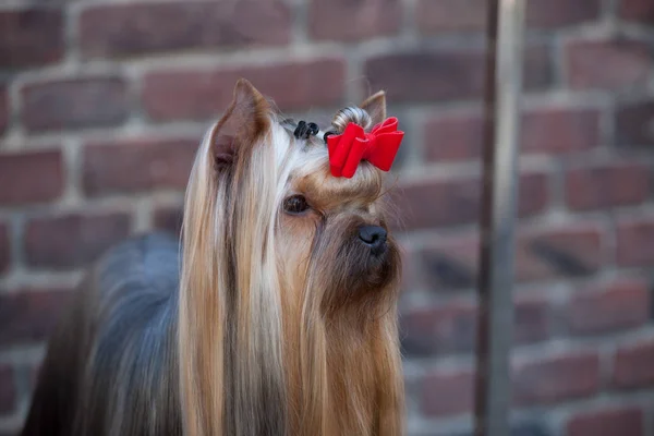Portrait Beau Yorkshire Terrier Avec Les Cheveux Longs Bien Soignés — Photo