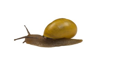 Orman salyangoz, Cepaea nemoralis beyaz bir arka plan üzerinde