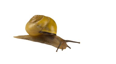 Orman salyangoz, Cepaea nemoralis beyaz bir arka plan üzerinde