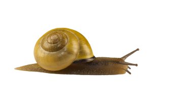 Orman salyangoz, Cepaea nemoralis beyaz bir arka plan üzerinde
