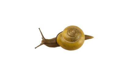 Orman salyangoz, Cepaea nemoralis beyaz bir arka plan üzerinde