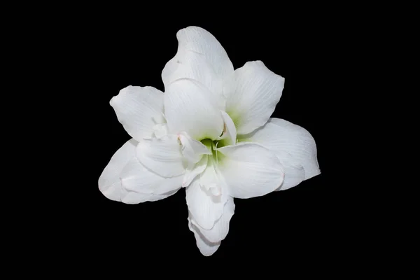 güzel büyük beyaz Amaryllis Alaska çiçek siyah arka plan üzerinde closeup