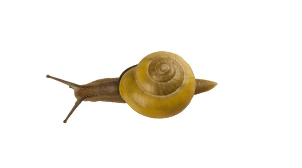 stock image forest snail, Cepaea nemoralis on a white background