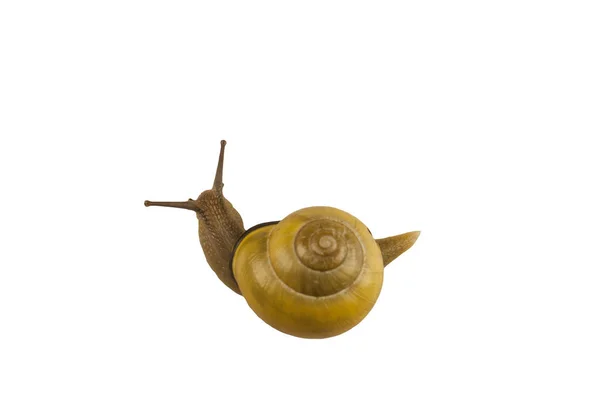 Forest Snail Cepaea Nemoralis White Background — Stock Photo, Image