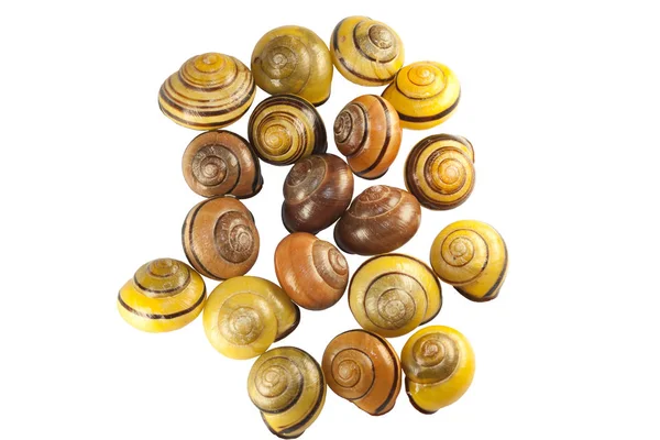 Scattering Shells Forest Snail Cepaea Nemoralis White Background — Stock Photo, Image