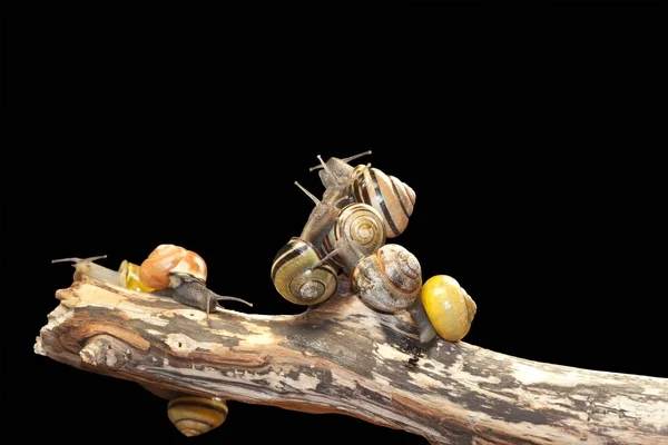 Grupo Caracol Florestal Cepaea Nemoralis Senta Ramo — Fotografia de Stock