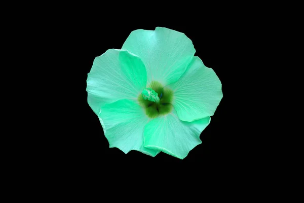 Piękny Błękitny Hibiskus Kwiat Zbliżenie Czarnym Tle — Zdjęcie stockowe