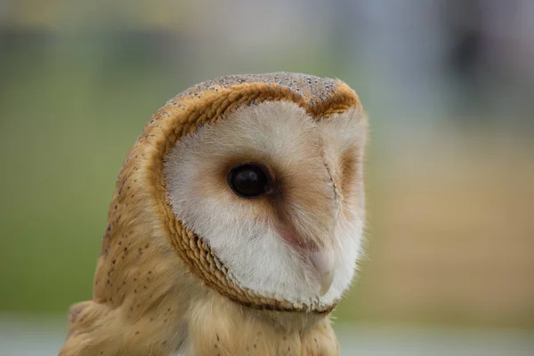 Portrait Jeune Hibou Des Clochers Tyto Alba Gros Plan — Photo