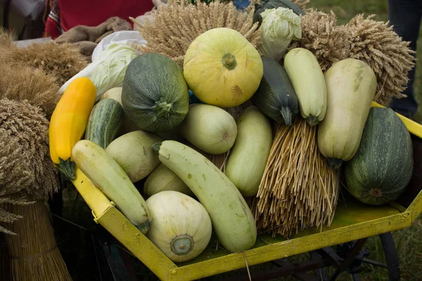 Zucchini Verschiedener Sorten Liegen Zusammen Mit Getreidetrauben Stockbild