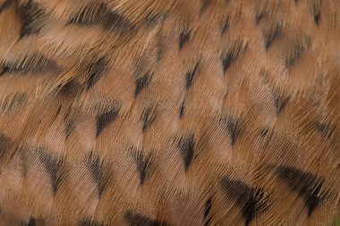 kalem Kerkenez Şahini (Falco tinnunculus) yakın