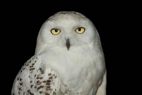 Ung Hane Snöig Uggla Bubo Scandiacus Svart Bakgrund — Stockfoto