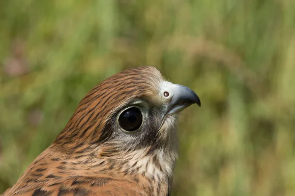 Portrait Young Kestrel Falcon Falco Tinnunculus Closeup — Stock Photo, Image