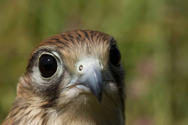 Portrait Young Kestrel Falcon Falco Tinnunculus Closeup — Stock Photo, Image