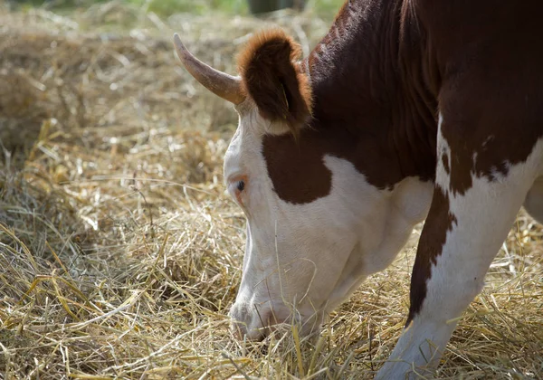 portrait of a Hereford cow eating hay