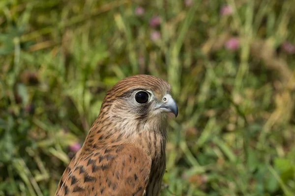 Portrait Young Kestrel Falcon Falco Tinnunculus Closeup — Stock Photo, Image