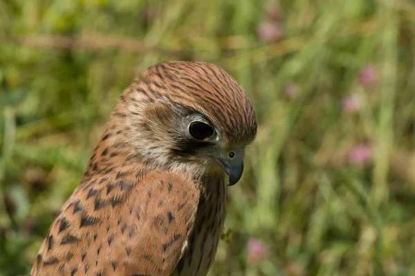 Retrato Jovem Kestrel Falcon Falco Tinnunculus Close — Fotografia de Stock