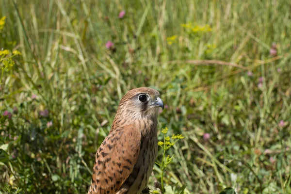 Young Kestrel Falcon Falco Tinnunculus Closeup Sits Grass — Stock Photo, Image