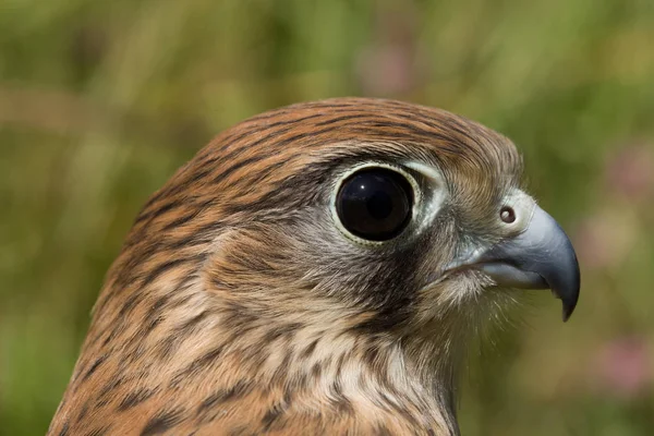 Portrait Young Kestrel Falcon Falco Tinnunculus Closeup — Stock Photo, Image