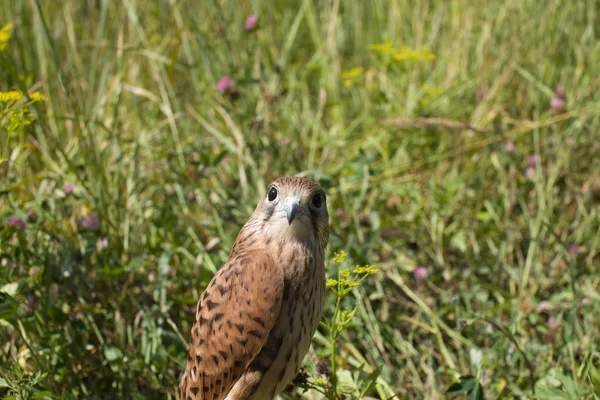 Young Kestrel Falcon Falco Tinnunculus Closeup Sits Grass — Stock Photo, Image