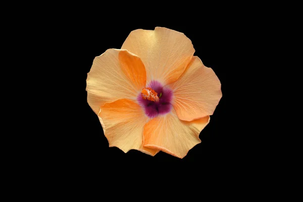 Красивый Оранжевый Цветок Гибискуса Закрыть Черном Фоне — стоковое фото