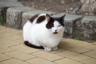 Güzel, güzel, siyah beyaz kedi kaldırımda dinleniyor.