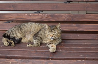 Şirin ve güzel büyük tekir kedi sokak bankında dinleniyor.