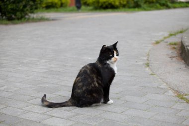 Şirin ve güzel üç renkli kedi sokaklarda kaldırım taşlarında yürüyor.