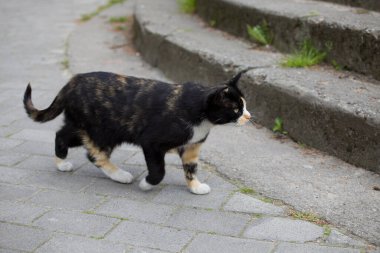 Şirin ve güzel üç renkli kedi sokaklarda kaldırım taşlarında yürüyor.