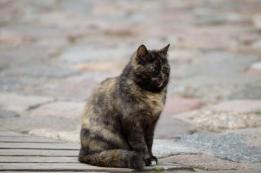 Şirin ve güzel kaplumbağa kabuklu kedi sokakta bir kaldırım taşında oturuyor.