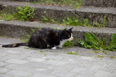 Şirin ve güzel üç renkli kedi sokaklarda kaldırım taşlarında yürüyor.