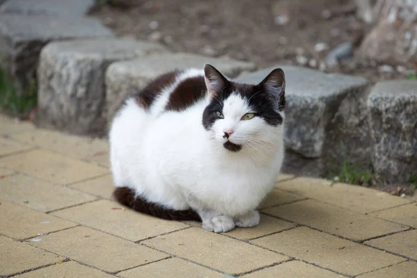 귀엽고 아름다운 고양이 보도에 — 스톡 사진