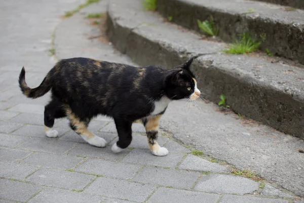 귀엽고 아름다운 삼색화 고양이가길 있습니다 — 스톡 사진