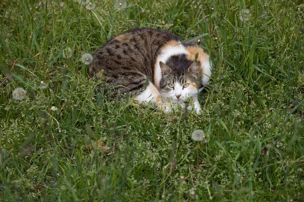 Cute Beautiful Tricolor Cat Resting Green Grass — Stock Photo, Image