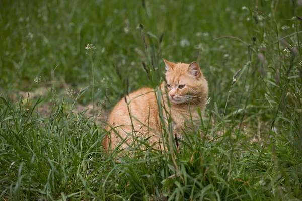 사랑스럽고 아름다운 고양이가 잔디에 — 스톡 사진